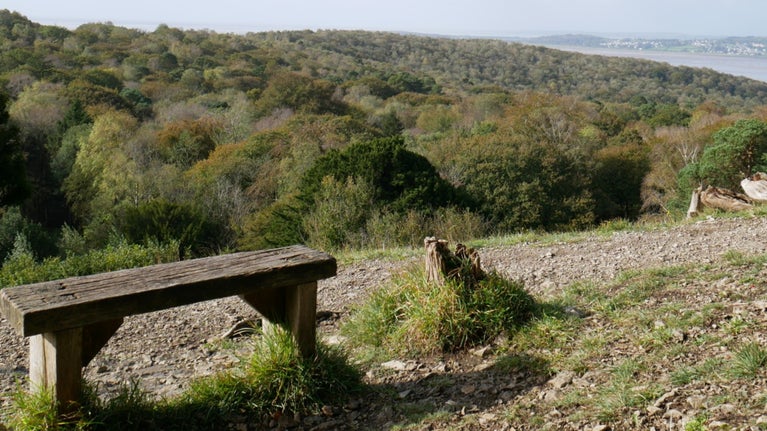 A landscape view of the hillside at Arnside Knott, with a bench and footpath in the foreground looking over a woodland of trees below